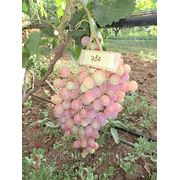 Саженцы винограда Эва фотография
