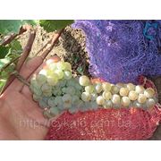 Саженцы винограда Диамант(Олег) фотография