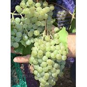Саженцы винограда Цитрон магарача фото