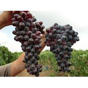 Саженцы винограда 2-3-6 фотография