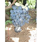 Саженцы винограда Сфинкс фотография