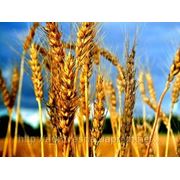 Пшеница, Агрофирма продаёт пшеницу, жито, солому, сено