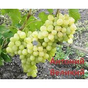 Саженцы винограда Антоний Великий фото