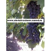Продам саженцы винограда,сорт Атос фотография