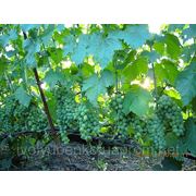 Саженцы винограда сверхранних сортов Элегант Сверхранний фото