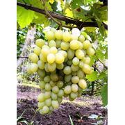 Саженцы винограда Ладанный-2 раннего срока созревания фото