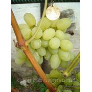 Саженцы винограда сорта Лора фото