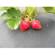 Рассада клубники сорта Ольвия фото