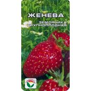 Земляника Женева, семена. фото