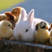 Кролики, крольчата, перепела, цыплята, яйцо инкубационное куриное, перепелиное. фото