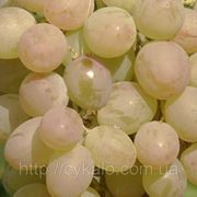 Саженцы винограда Розовая Дымка фотография