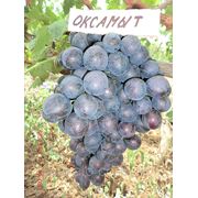 Саженцы винограда Оксамыт фотография