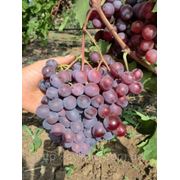 Саженцы винограда Бесподобный фото