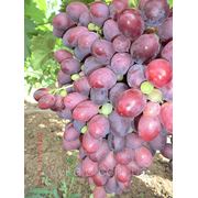 Саженцы винограда Марсело фотография