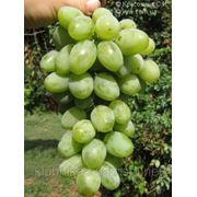 Саженцы винограда сорта Миллениум фото