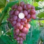 Саженцы винограда, Кишмиш лучистый фото
