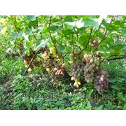 Саженцы винограда ранних сортов Водограй фото