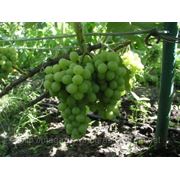 Саженцы винограда «Галбена ноу» г. Киев, Черкассы, Золотоноша фото
