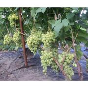 Саженцы винограда сверхранних сортов Галахад