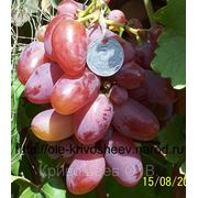 Саженцы винограда привитые, сорт винограда Преображение