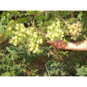 Саженцы винограда ранних сортов Юбилей Новочеркасска фотография