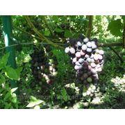 Саженцы винограда «Молдова» г. Киев, Черкассы, Золотоноша фото