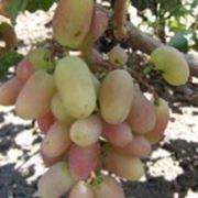 Саженцы винограда, Юбилей Новочеркасска фото