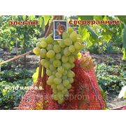 Черенки винограда и Саженцы винограда Элегант Сверхранний фотография