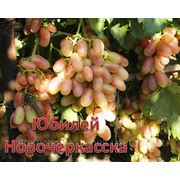 Саженцы винограда раннего срока созревания Юбилей Новочеркаска фото