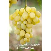 Саженцы винограда Новый подарок Запорожью фотография