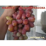 Саженцы винограда Юбилей Новочеркасска фотография
