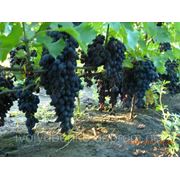 Саженцы винограда ранних сортов Кодрянка