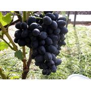 Виноград“Сфинкс“ фото