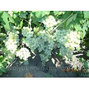 Саженцы винограда ранне-средних сортов Талисман фотография