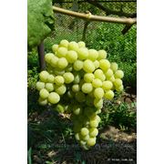Виноград“Восторг белый“ фото