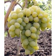 Саженцы винограда «Плевен» г. Киев, Черкассы, Золотоноша фото