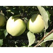 Саженцы плодовых деревьев“Голден делишес“ фото