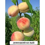 Донецкий белый сорт персика выведен в Артемовске фотография