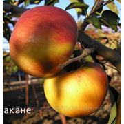 Саженцы яблони осеннего срока созревания. Акане фото