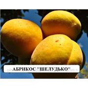 Cаженцы абрикоса сорта “Шелудько“ фото