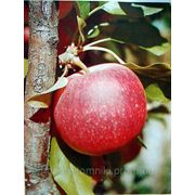 Гала (саженцы яблони) фото