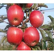 Фуджи AZTEC (саженцы яблони) фото