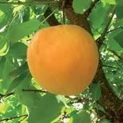 Саженцы абрикоса Лескоре фото