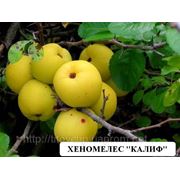 Саженцы малораспространенных плодовых культур фотография