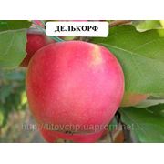 Делькорф саженцы яблони фото
