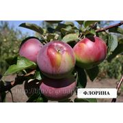 Зимняя яблоня флорина саженцы фото