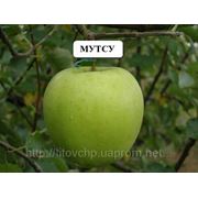 Мутсу-зимняя яблоня саженцы фотография