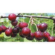 Саженцы вишни сорта “Чудо вишня“ фото