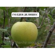 Саженцы яблони для людей страдающих аллергией на красноплодные сорта фруктов фотография
