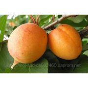 Саженец, саженцы плодовых деревьев абрикос, абрикосы: полеский крупно плодный.